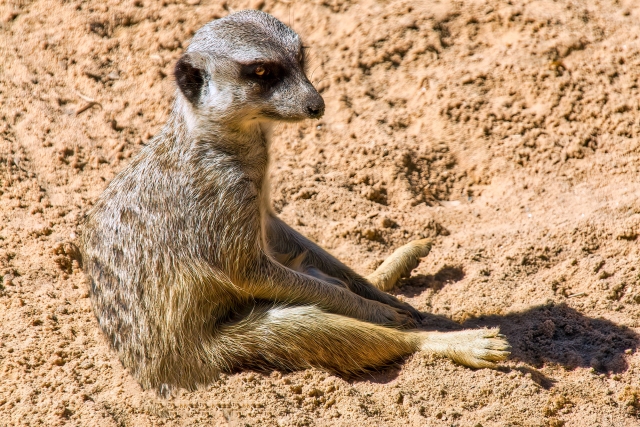 勃起不全のためのeswtマシン